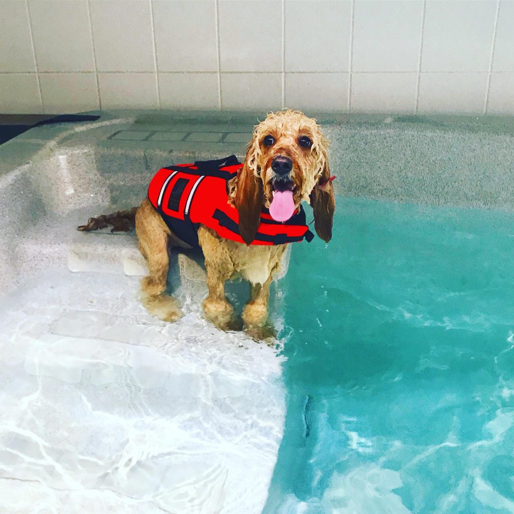 Hydrodobes K9 Hydrotherapy Centre